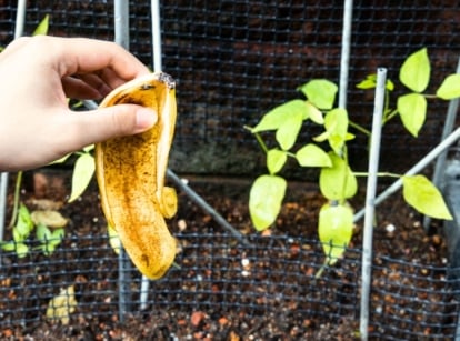 A gardener's hand holds a banana peel over a garden bed with young vegetable seedlings.