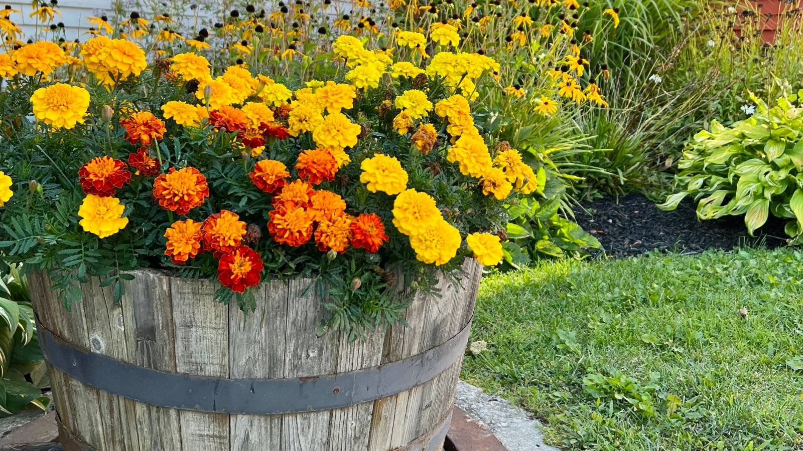 Large barrel planter overflowing with vibrant orange and red marigold blooms featuring layered petals and bright green, deeply lobed leaves in a sunny garden yard.
