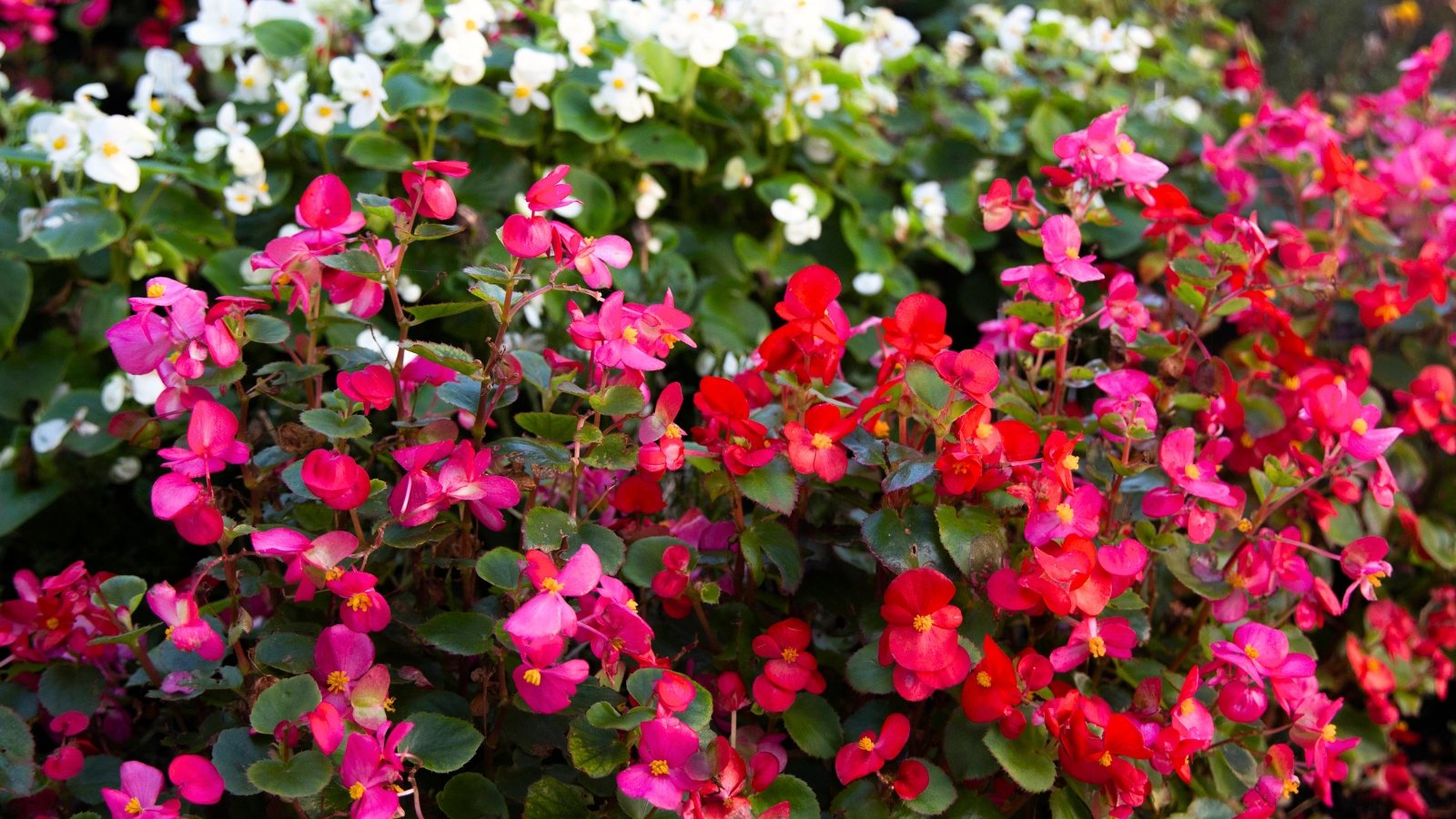 Clusters of bright, waxy flowers in shades of red, white and pink bloom above glossy, dark green leaves.
