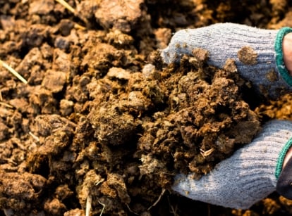 Close-up of gardener's hands in grey gloves showing the best garden manure, brown in colour, with a wet, lumpy texture.