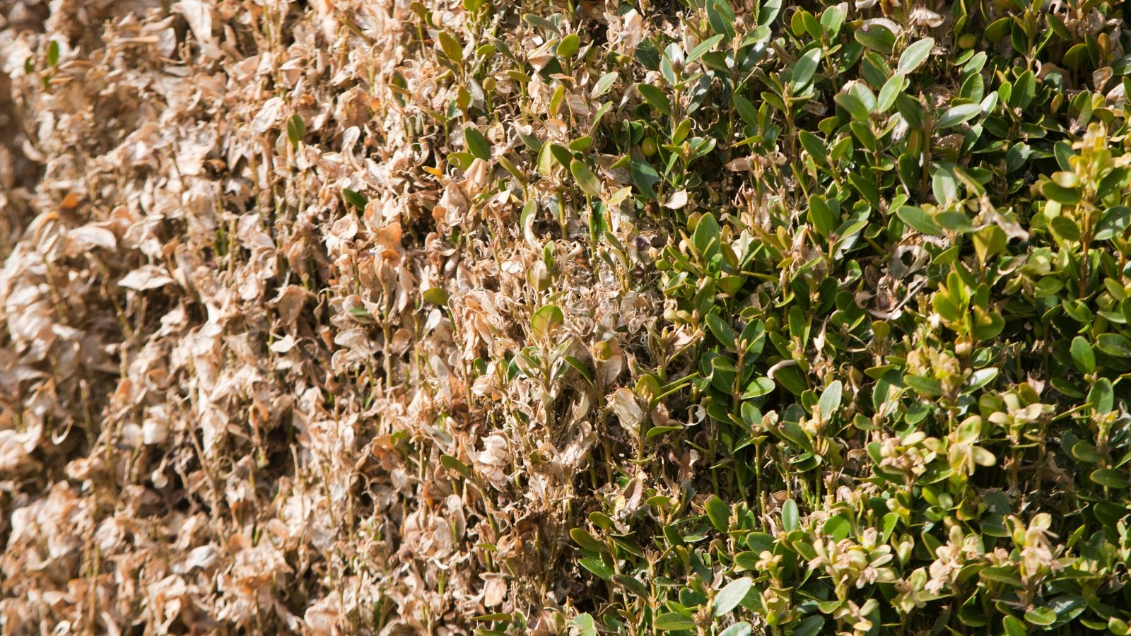 Close up of a dense, green hedge with a patch of brown, diseased leaves.