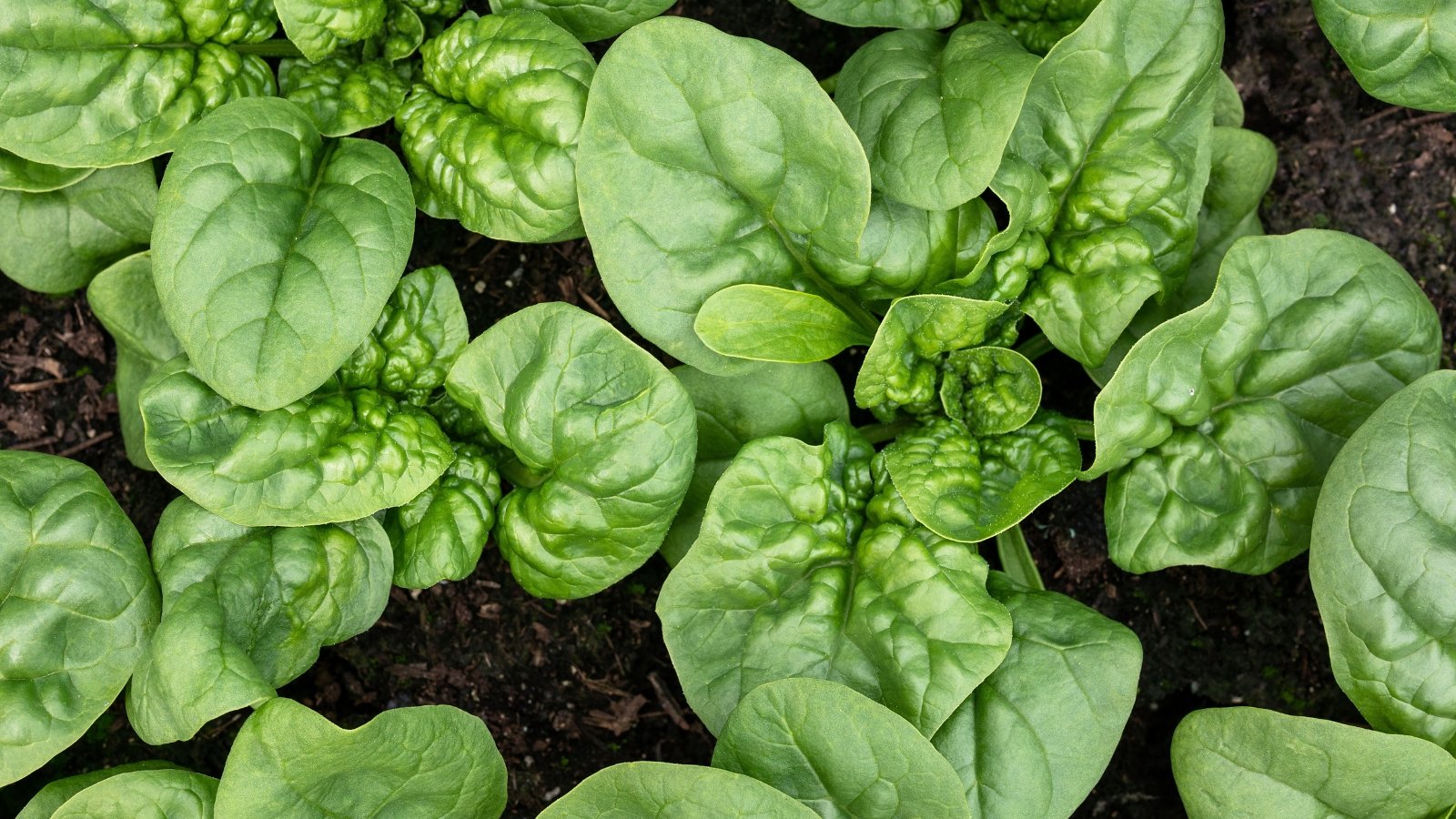 Lush green leaves of ‘Bloomsdale’ flourish vibrantly against rich, dark soil, showcasing their intricate texture and deep color.