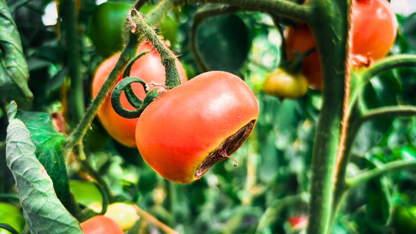 Close-up of red tomato plants with sunken, dark, leathery spots at the blossom end showing clear signs of blossom end rot.