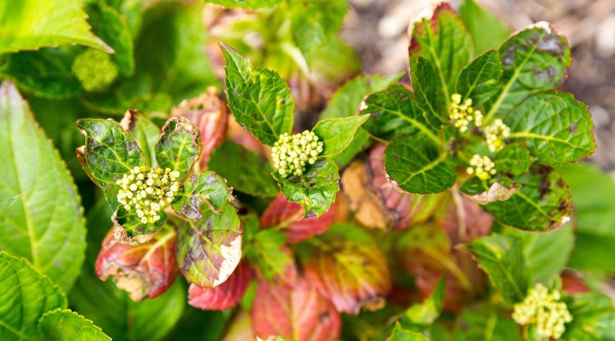 Hydrangea infected with Botrytis Blight fungal disease