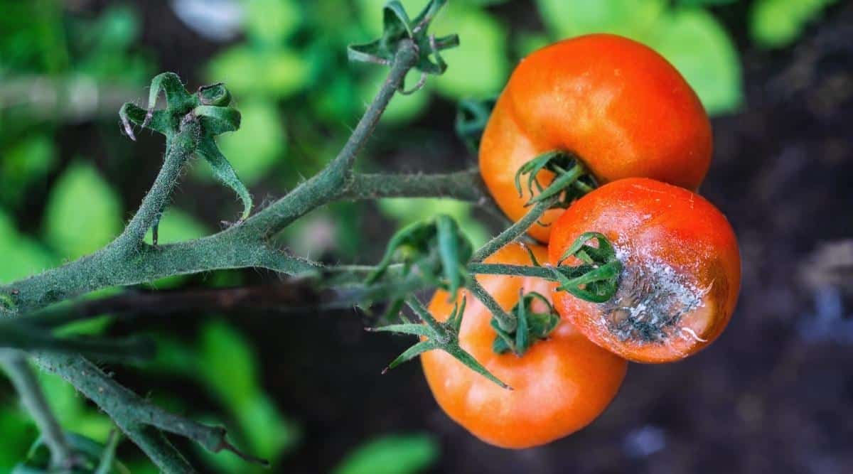 Red Fruits With Gray Mold Growing on Them