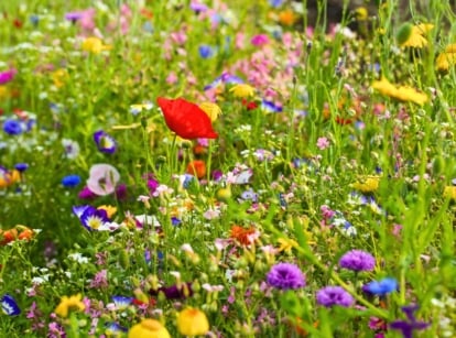 Blooming wildflowers fill the garden with vibrant colors, including red poppies, blue cornflowers, purple pansies, golden marguerites, and other blossoms.
