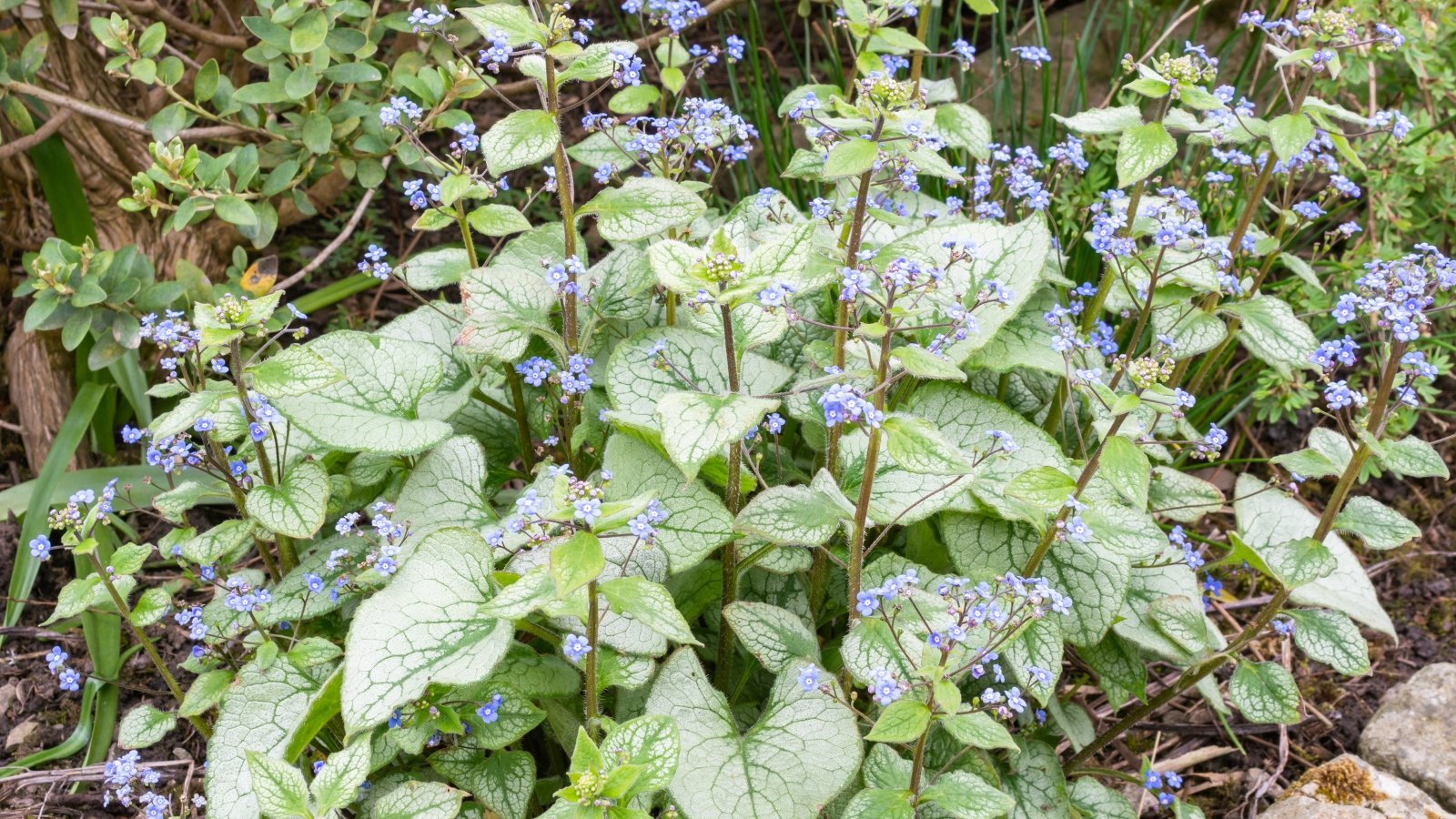 A detailed view of heart-shaped leaves with silvery-white centers and deep green veins, creating a textured appearance.