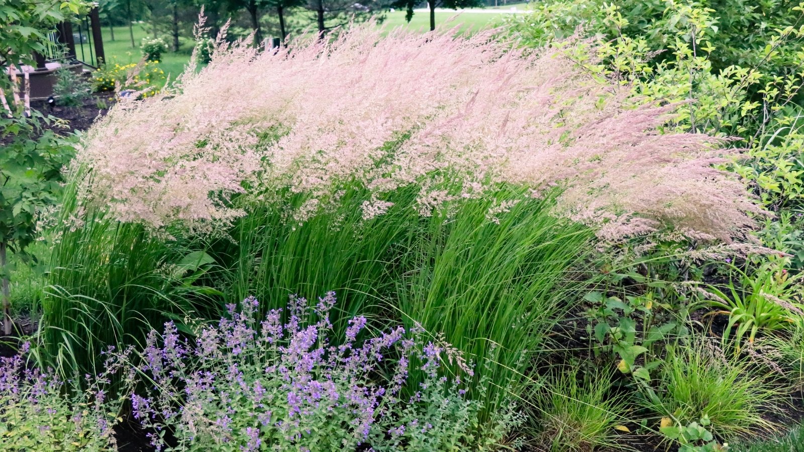 Tall green grass with billowy pinkish-white plumes towers over lower green and purple flowering plants.