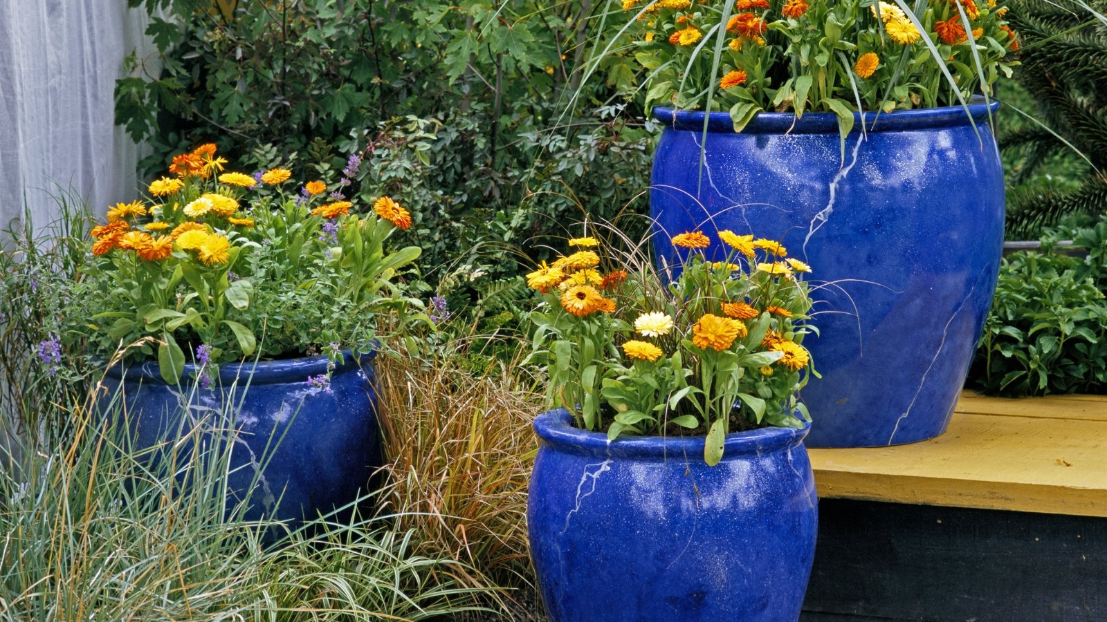 Blue containers filled with blooming calendulas showcasing bright orange and yellow daisy-like flowers with soft, lance-shaped green leaves in a sunny garden setting.

