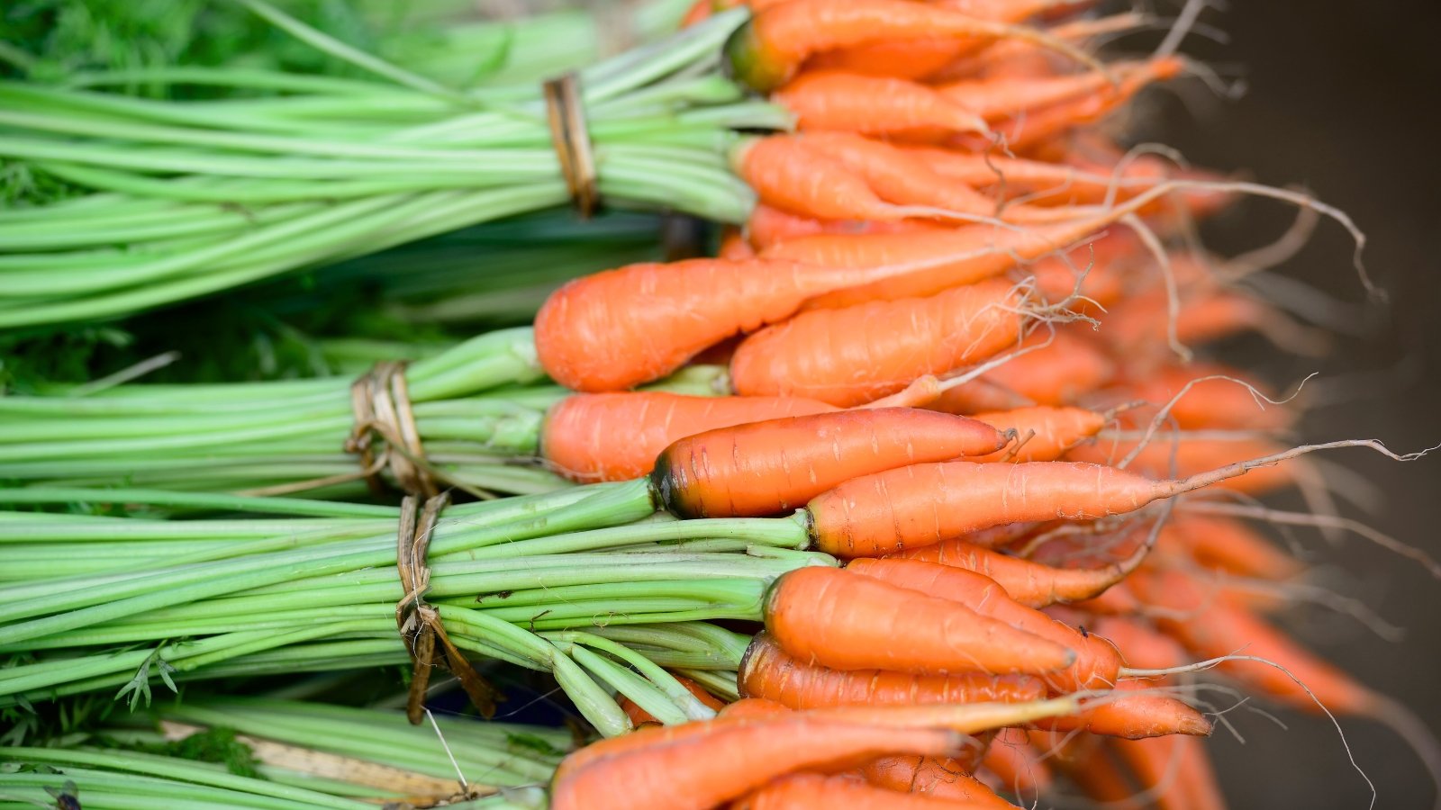 Slim, blunt-tipped orange roots with delicate, feathery green foliage and thin stems lie in bunches on the counter.
