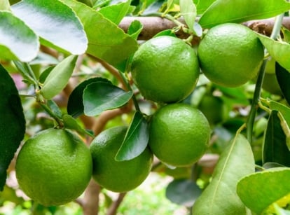 A cluster of green, round Citrus aurantiifolia fruits growing among shiny leaves on a dense tree branch.