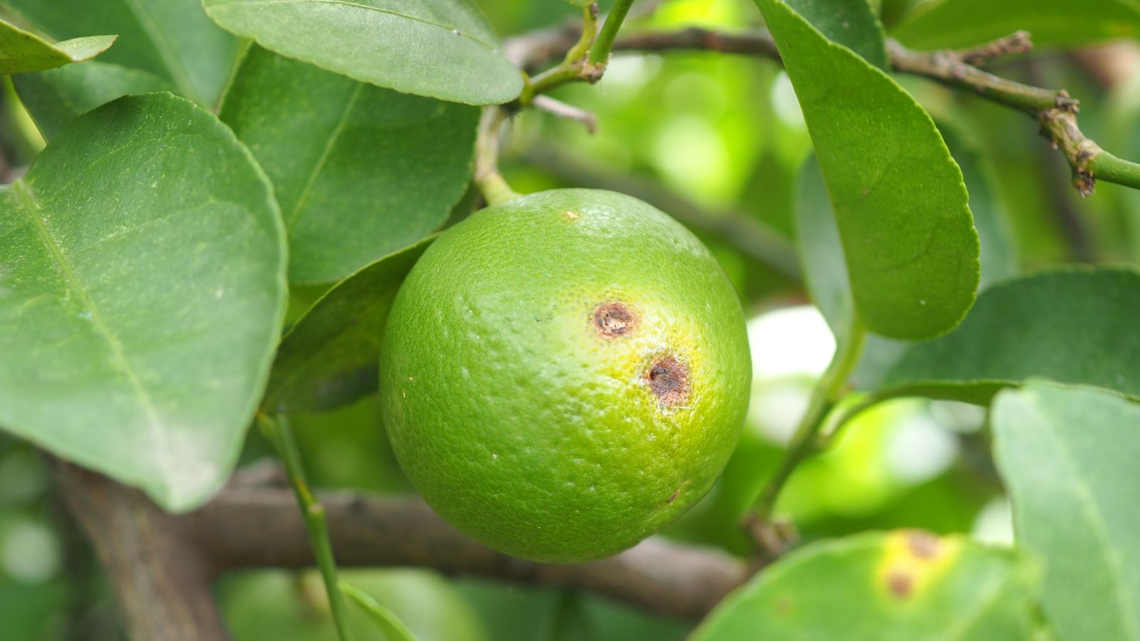 A close-up shot of a fruit affected with Citrus Canker