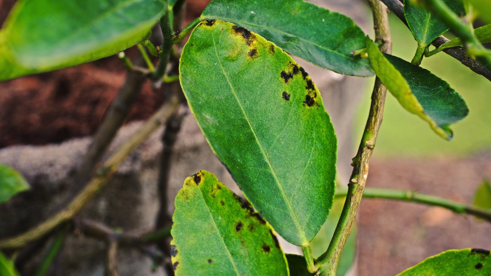 Close-up of a citrus leaf showing small dark lesions with yellow halos indicating bacterial leaf spot infection.
