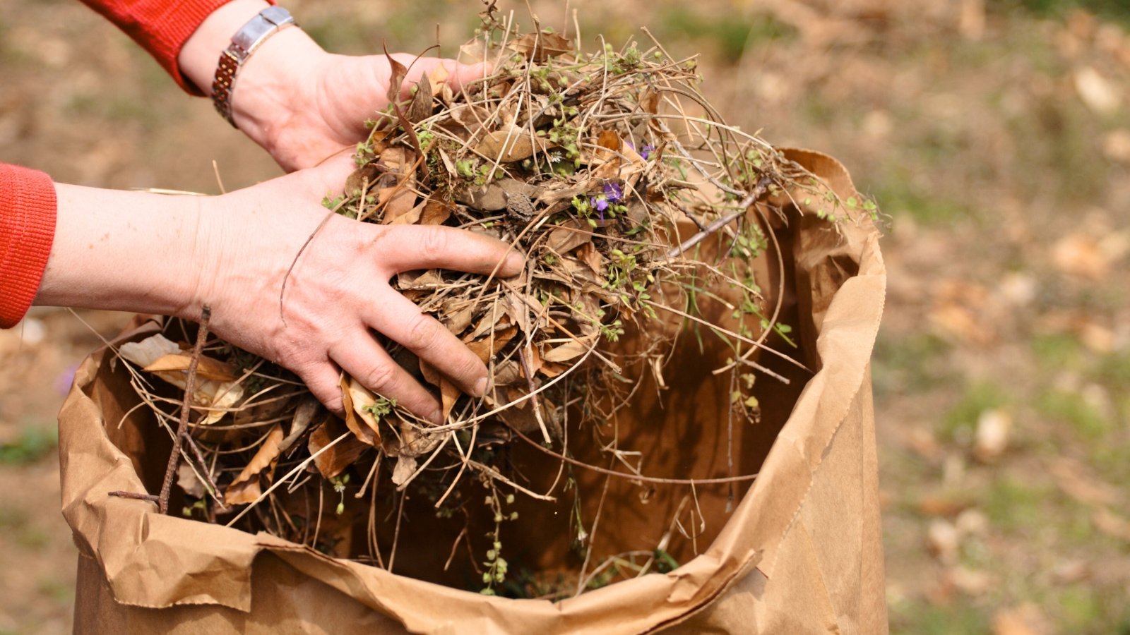 A woman removes garden waste including dry branches, leaves and weeds, throwing them into a paper bag.