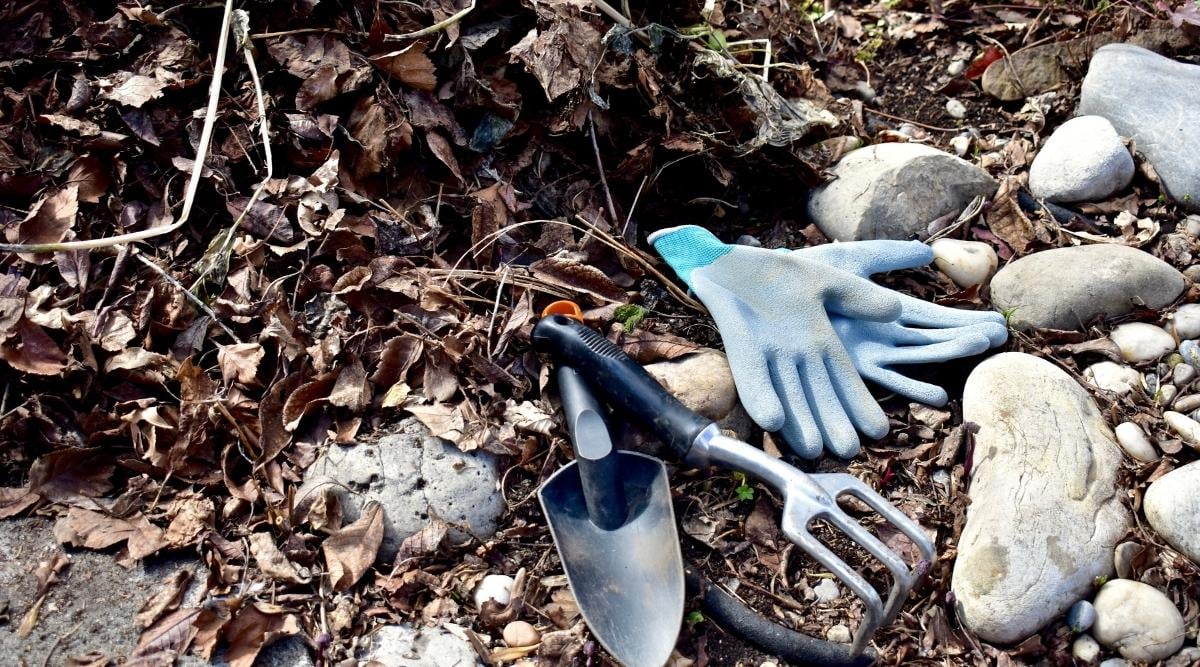 Cleaning Up Garden