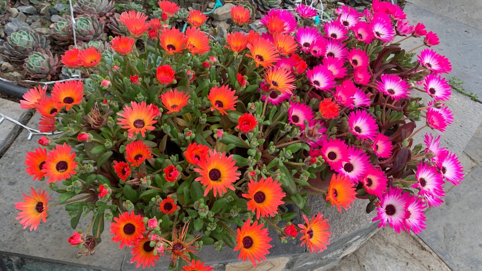 Colorful Livingstone Daisy blooms featuring bright shades of pink, yellow, and orange, clustered low to the ground with some surrounding greenery.