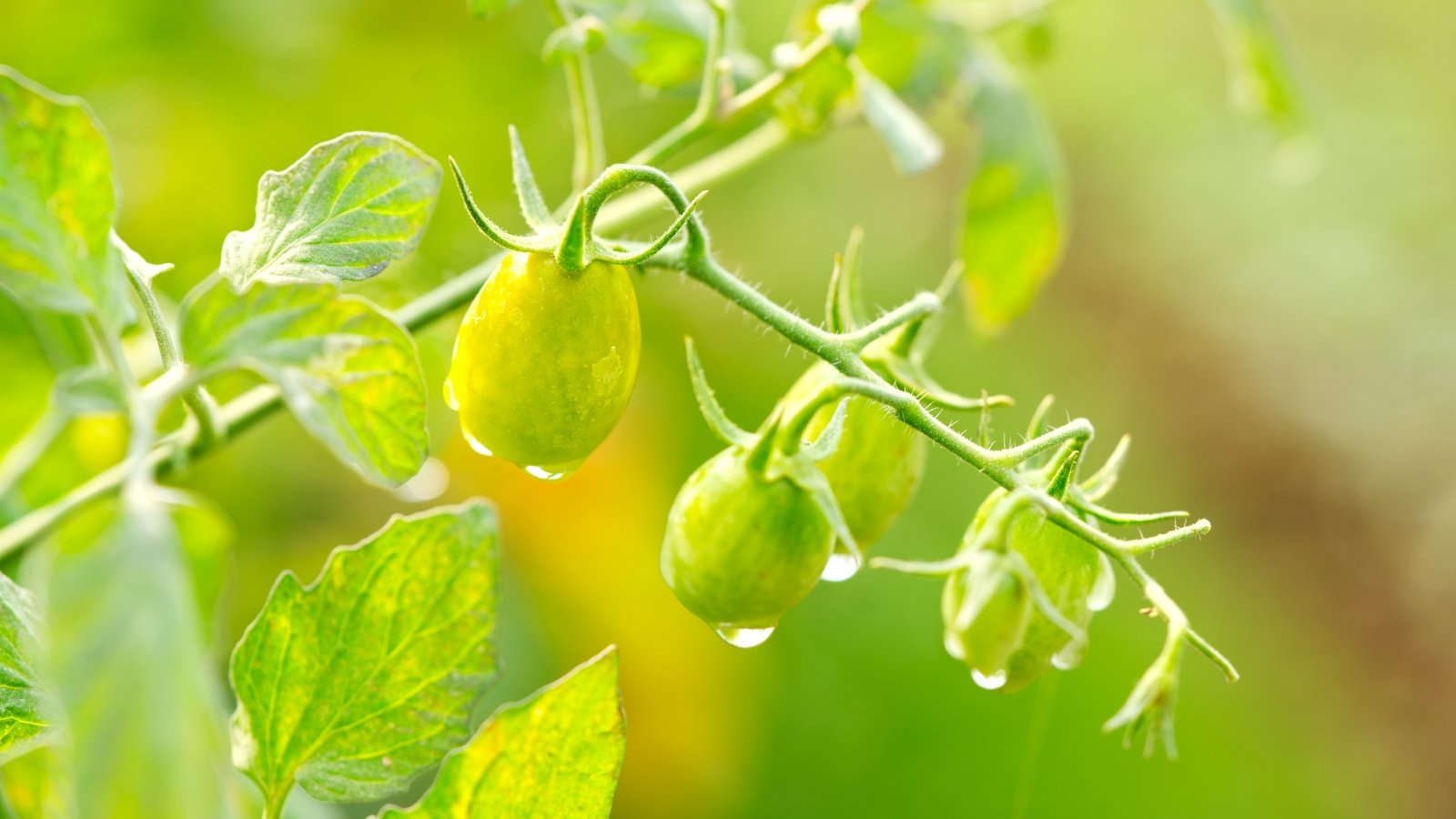 Close-up of small green cherry tomatoes covered in water droplets against a blurred green background.