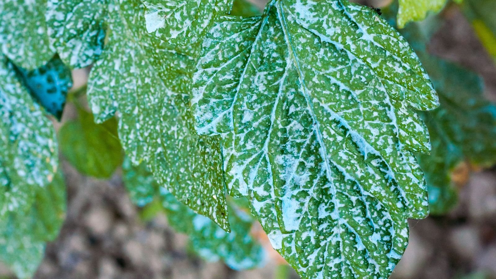 A shot of leaves with Copper fungicide soluton