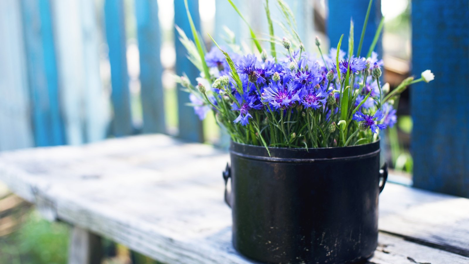 Bright blue ruffled flowers with slender green stems bloom in a weathered decorative pot set on a rustic wooden bench outdoors.
