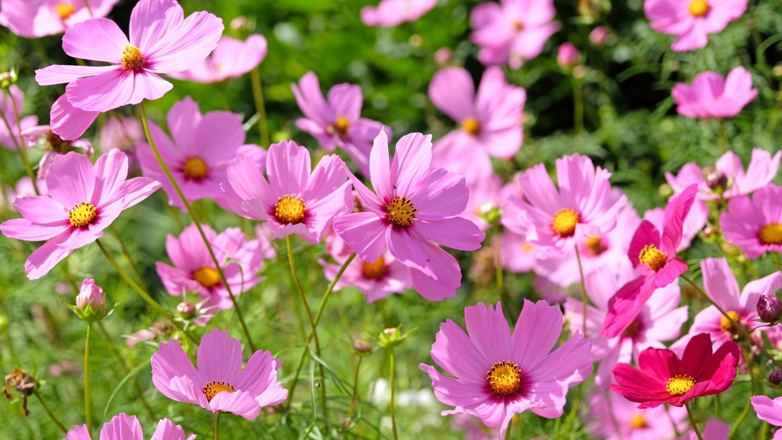 A field of tender pink and deeper rose flowers with bright yellow centers sway on slender green stems.