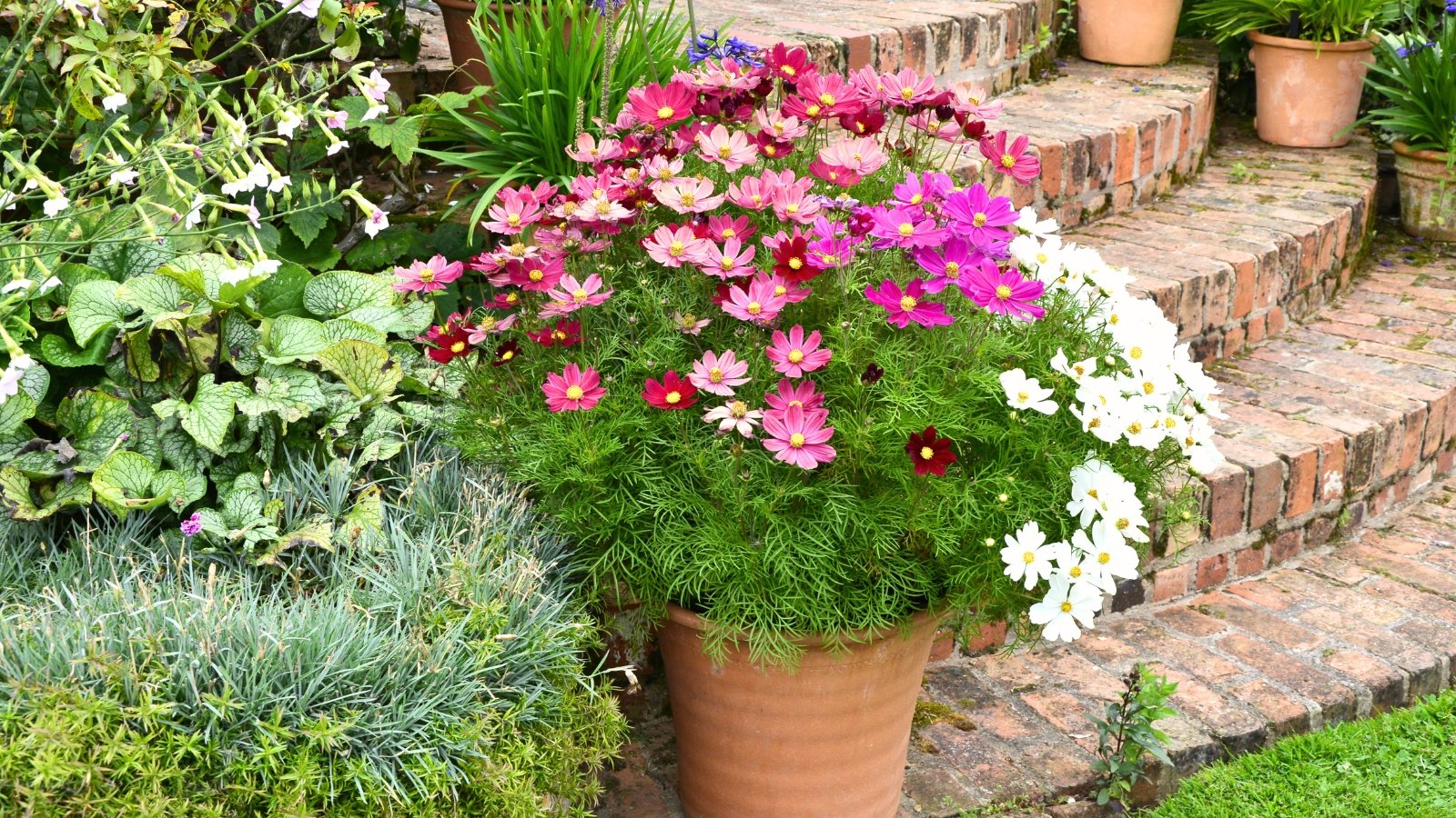 Cosmos bipinnatus and Honorine Jobert Sensation Series blooming in a container, displaying feathery foliage and delicate white and pink daisy-like flowers in full sun.
