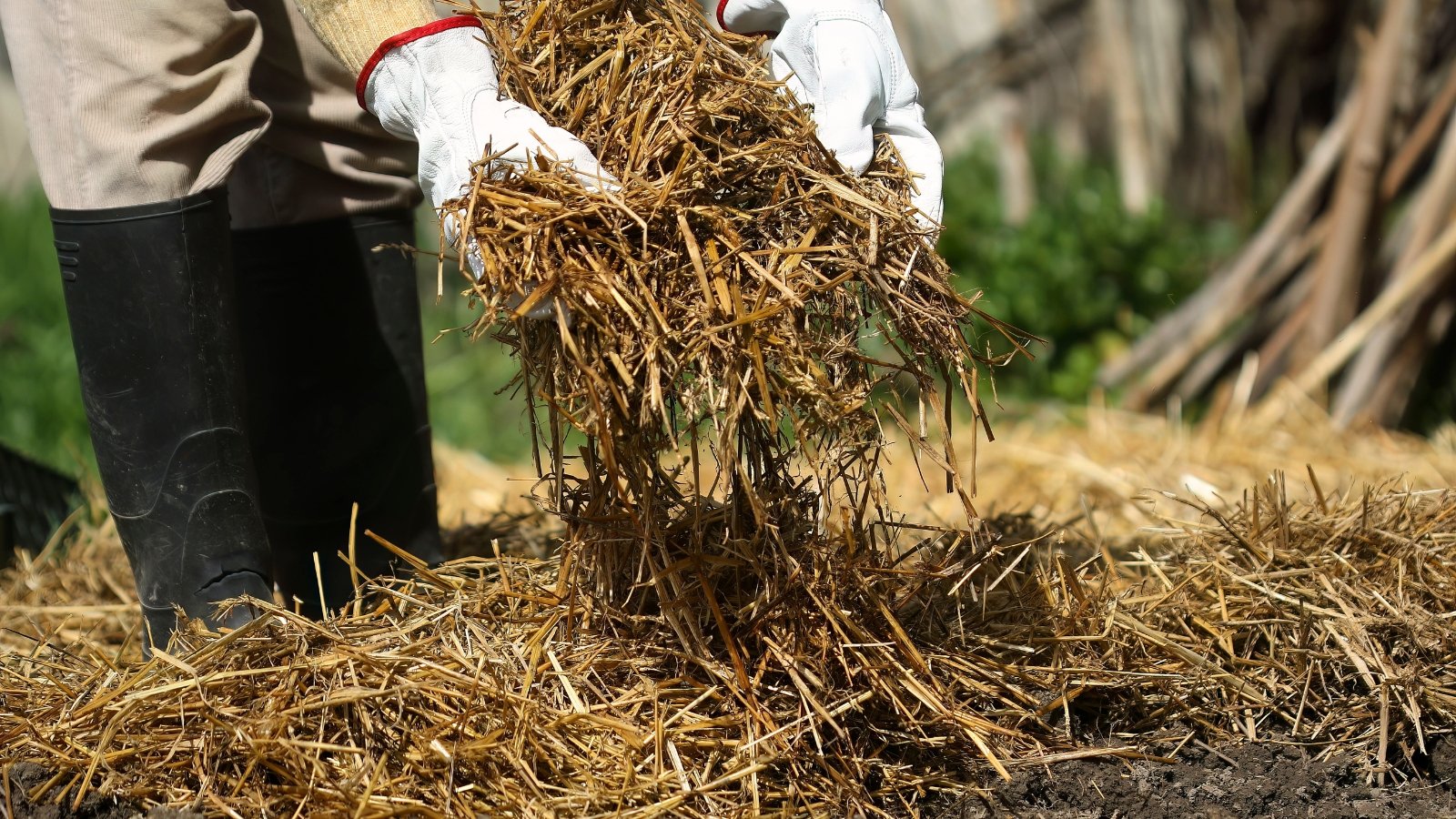 A gardener in black boots and white gloves covers a garden bed with fresh straw mulch.