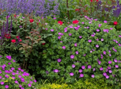 A lush mound of Geranium sanguineum with vibrant magenta-pink flowers scattered across dense, finely dissected green leaves, nestled between tall purple Salvia spikes and red Rosa blooms, creating a colorful and layered garden border.