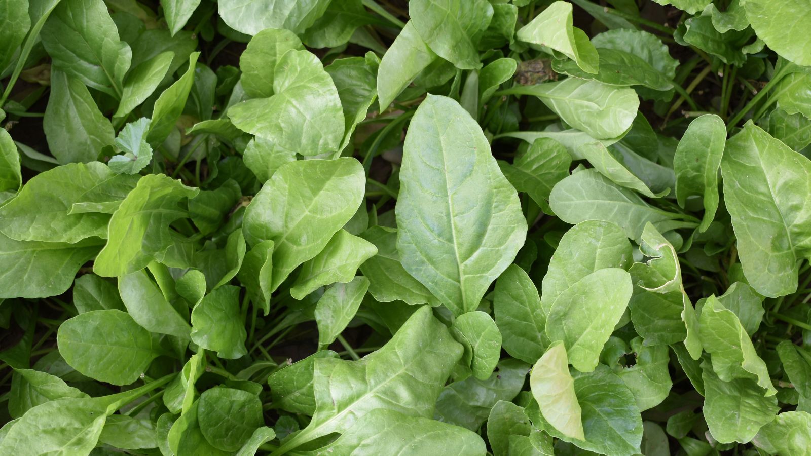 A lush layer of textured Crocodile plants appearing to have a green color