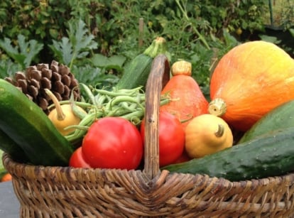 Crops grown and harvested from an emancipation garden, including different vegetables such as squash and beans