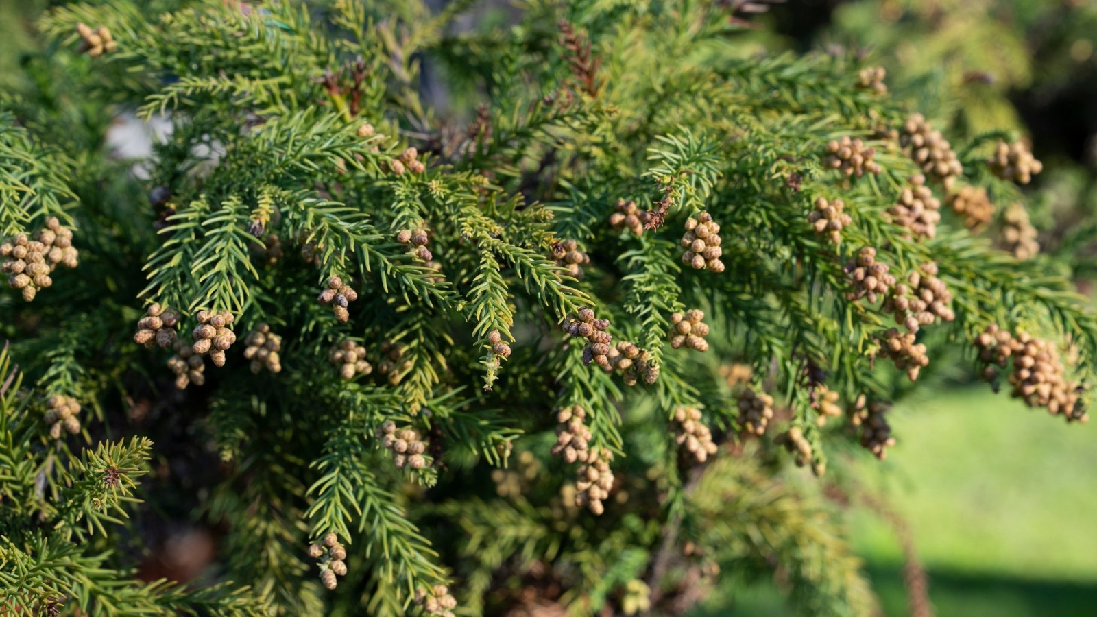 Close-up of tiny oval pine cones and dense, dark green foliage arranged in tight clusters along slender branches, creating a sleek, compact shape in a sunny garden.