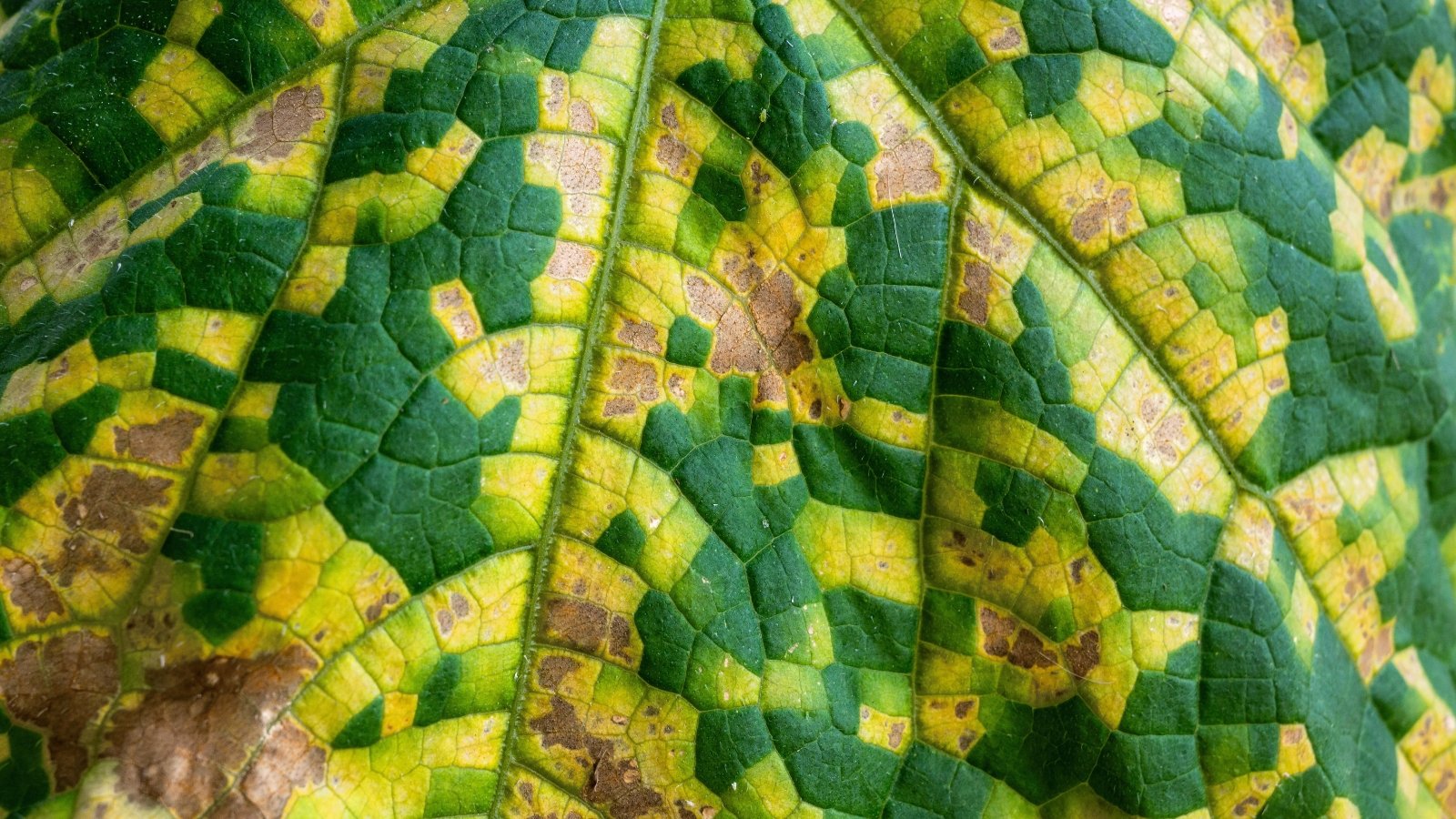 Close-up of a cucumber leaf with yellow angular spots on the upper surface, indicating downy mildew infection.
