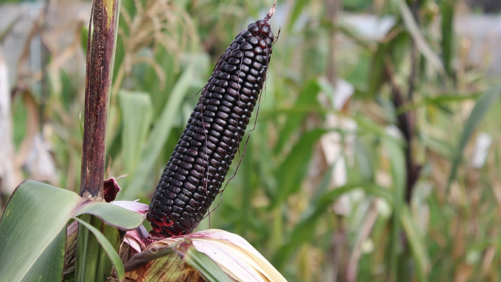  Tall stalks support ears of corn with distinctive black kernels, surrounded by lush green leaves.
