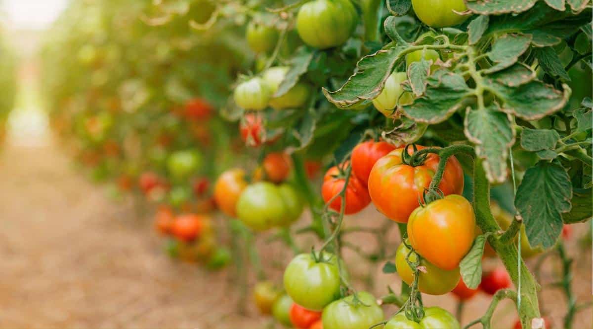 delicious green and red ripe tomatoes