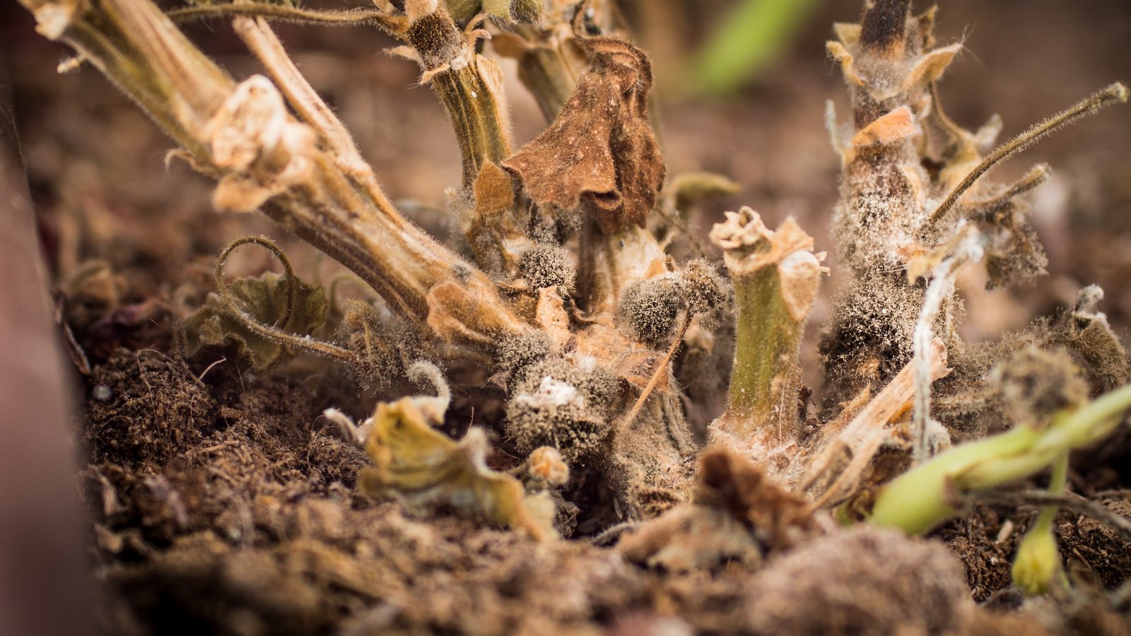 Close up of dry, rotting stems covered in mold and brown rotting leaves.