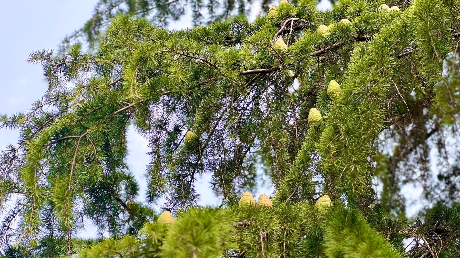 Soft, flat, bluish-green needle clusters grow along graceful, drooping branches with barrel-shaped cones standing upright.
