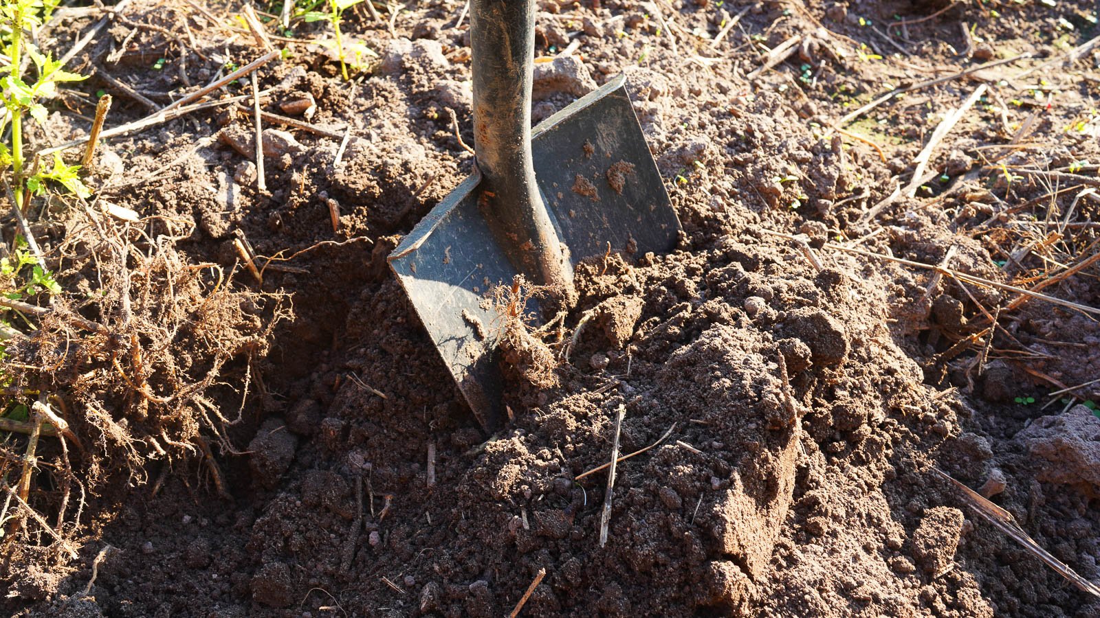 A shot of a shovel being used to dig a hole in a garden area outdoors