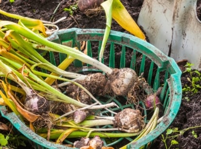 Digging vs. leaving bulbs. Close-up of soil-covered hyacinth tubers with yellowing, wilting leaves in a green basket on the ground, with a large shovel embedded in the soil behind.