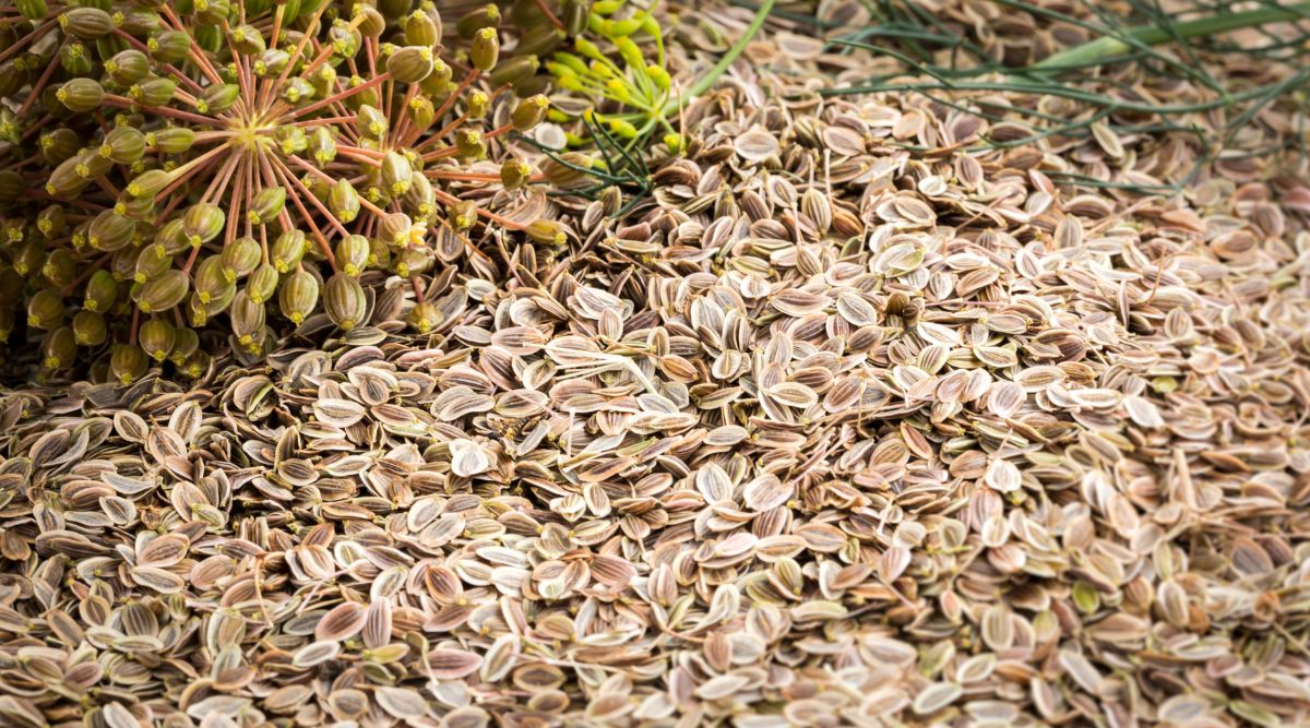 A close up image of the flower head of a dill plant, which sits in the left background with dill stems and leaves. The majority of the image is a large pile of dill seeds. 