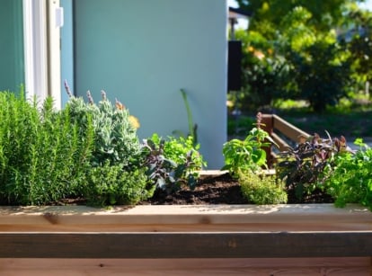 A wooden planter box filled with dense green needle-like herbs, fuzzy silvery-grey stems with closed purple buds, and broad green and deep purple leaves — perfect for those who direct sow herbs in June.