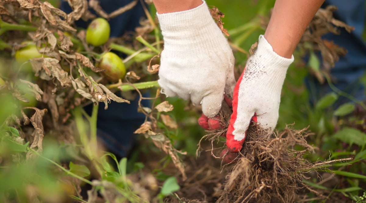 Utilization of a tomato plant affected by a fungal disease Late Blight. Close-up of female hands in white gloves plucking a tomato plant from the soil in a garden. The tomato plant has green, pinnately compound leaves and oval, unripe fruits covered with a thin, shiny green skin. The leaves are brown, rotten, withered, drooping, dry.