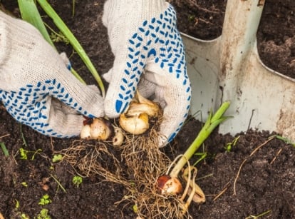 A gardener in white gloves divides spring tulip bulbs with flat vertical green leaves on a flowerbed.