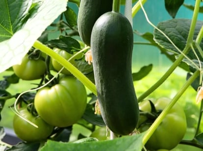 Don't plant tomatoes with cucumbers. Elongated, smooth green fruits dangle from twisting stems amidst large, textured green leaves, with bunches of round, green tomato fruits in the background and withered yellow blossoms still attached.