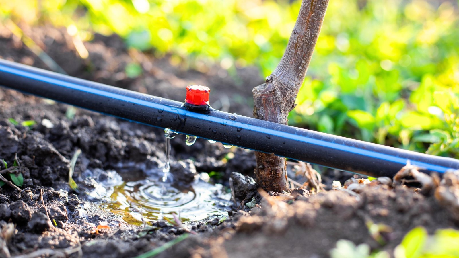 A black HDPE pipe with an adjustable dripper slowly releasing water droplets onto the soil around young tree seedlings.