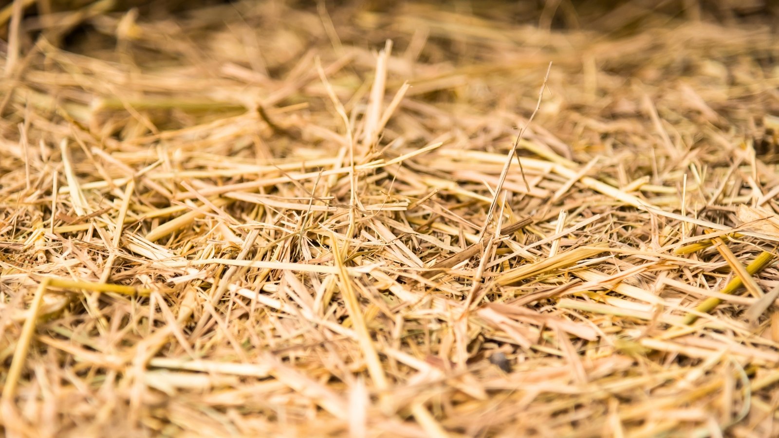 The soil is covered with a layer of dry, yellow straw mulch, creating a light, textured surface.