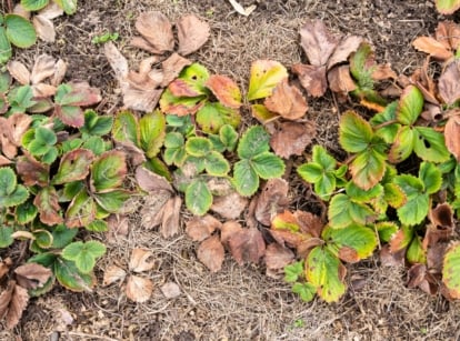 A dying strawberry patch shows wilted, brown leaves scattered on dry soil covered with straw mulch.