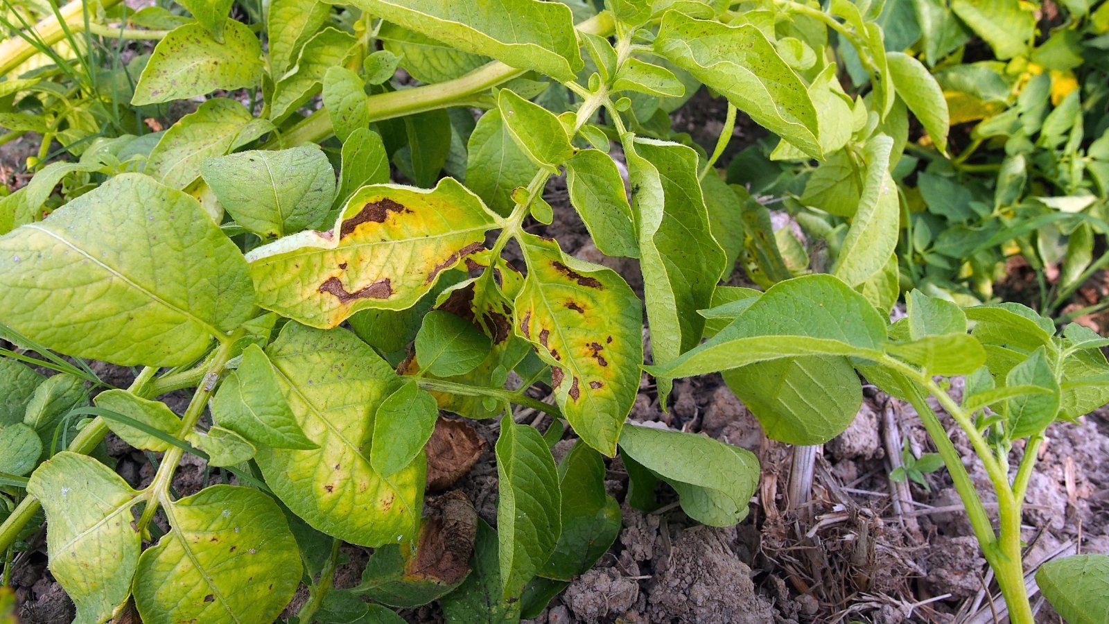 Potato leaves in the garden showing early blight symptoms with dark brown concentric spots surrounded by yellow halos.

