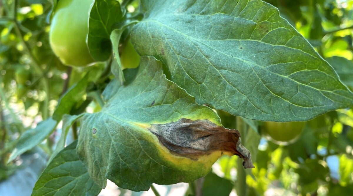 Early Blight in Tomatoes