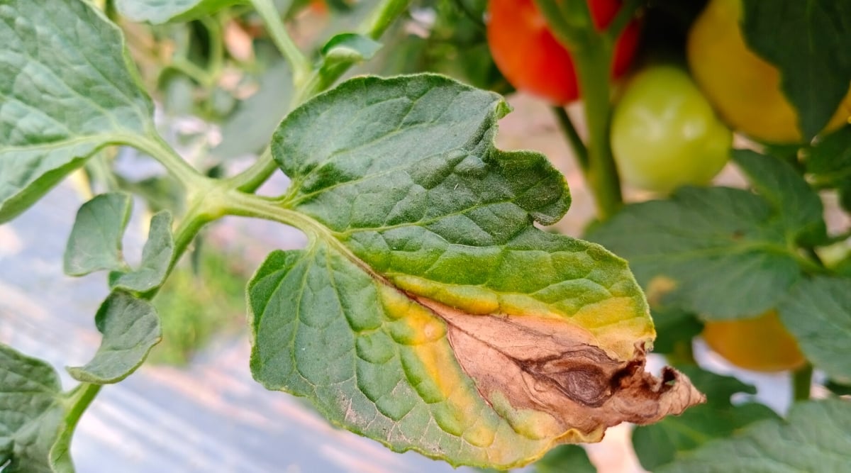 Close-up of a withering tomato leaf in the garden against the backdrop of ripe fruits. Tomato leaves are complex, consisting of oval green leaflets with serrated edges. The leaf has yellow spots and a brown rotting bullseye mark.