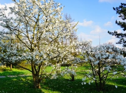 Beautiful white flowering easy-to-maintain magnolia trees in a spring garden.