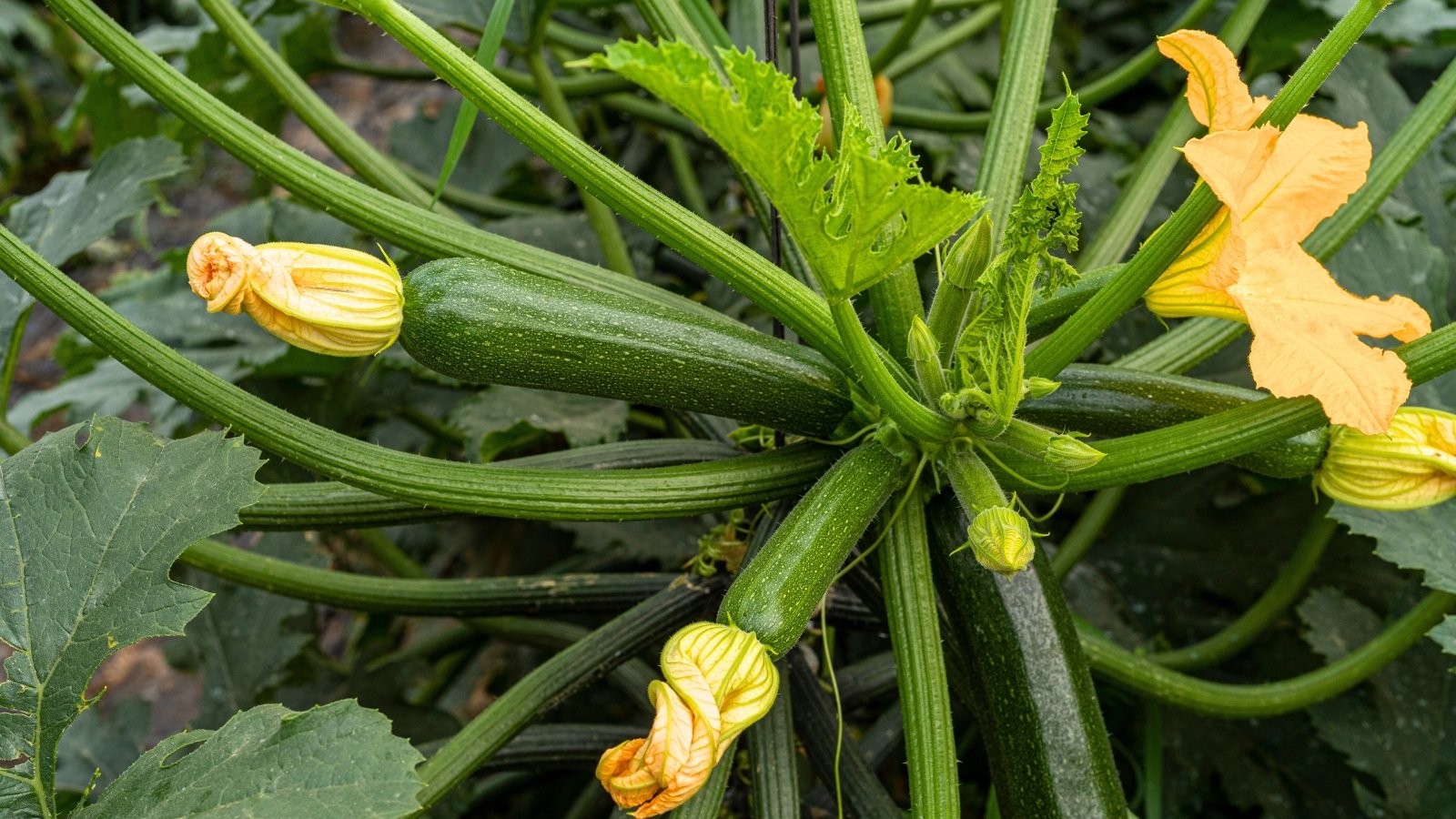 Close-up of plant with medium-green glossy fruits, pale yellow blooms, sturdy green stems, and broad lobed leaves mottled with white.